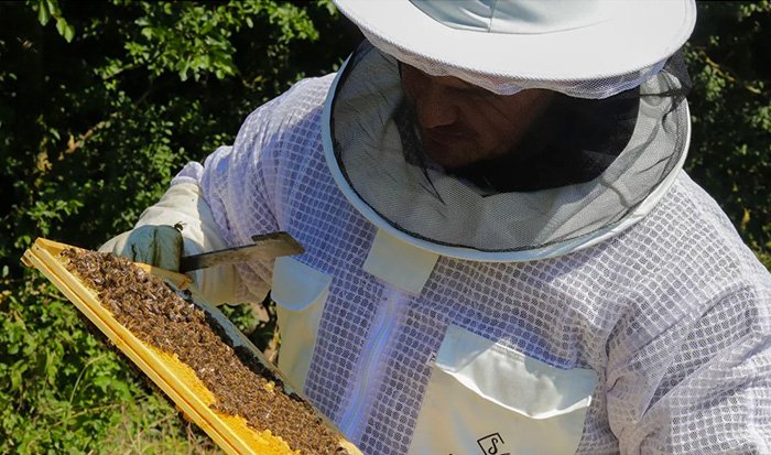 Hive Inspections