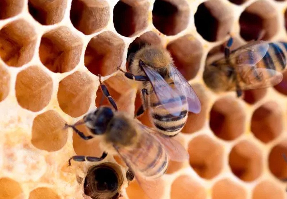Welcome Beekeeping Class